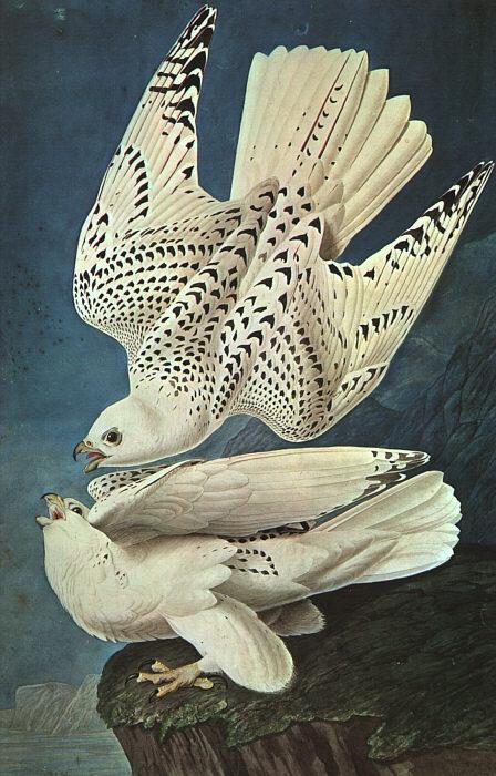 John James Audubon White Gerfalcons Germany oil painting art